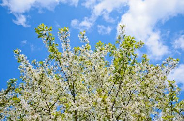 Mavi gökyüzüne karşı beyaz çiçekler ve yeşil yapraklar. Gökyüzünün arka planında beyaz bulutlu kiraz dalları. Seçici odak.