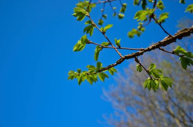 Baharda doğanın uyanışı. İlk yeşil yapraklar, açık bir günde mavi gökyüzüne yakın bir dalda. Seçici odaklanma, yeniden doğuş kavramı, yeni bir başlangıç..