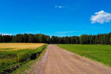Açık ve güneşli bir günde, ormandaki tahıl tarlalarının arasında toprak bir yol. Yatay fotoğraf, tarım konsepti.