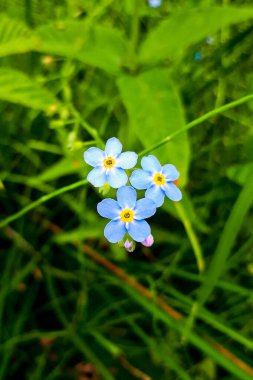 Yeşil yeşilliklerin arasında güzel mavi beni unutma işaretleri var. Hassas, küçük çiçeklerin dikey fotoğrafları.