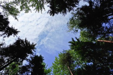 Çam ağaçlarının tepeleri Bulutlu mavi gökyüzüne karşı.