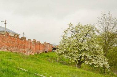 Eski tuğla bir duvarın arkasında çiçek açan kiraz ve yeşil ağaçlar. Bahar arkaplanı, çevre dostu doğa