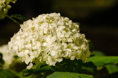 Beyaz ortanca, yakın plan, güzel bir yaz bahçesi. Fotoğrafçılığın seçici odağı