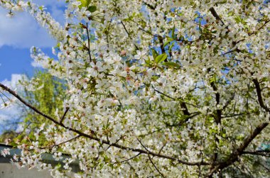 Mavi gökyüzüne karşı beyaz çiçekler ve yeşil yapraklar. Seçici odak.