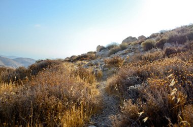 Wadi Kelt ya da Nahal Prat, İsrail 'in Yahudi Çölü' nde. Sonbaharın başlarında doğa koruma alanında. Seçici odak.