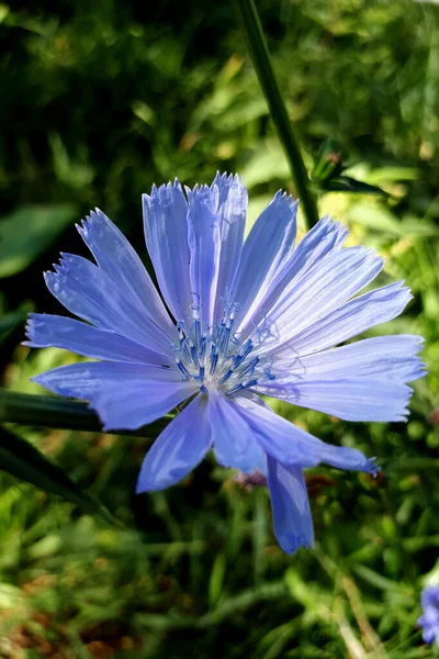 Fiore Cicoria Blu Vicino Nella Soleggiata Giornata Estiva Foto Verticale — Foto Stock