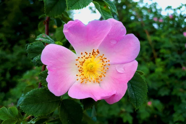 Ανθισμένο Ροζ Τριαντάφυλλο Πράσινα Φύλλα Από Κοντά Άνοιξη Και Καλοκαίρι — Φωτογραφία Αρχείου