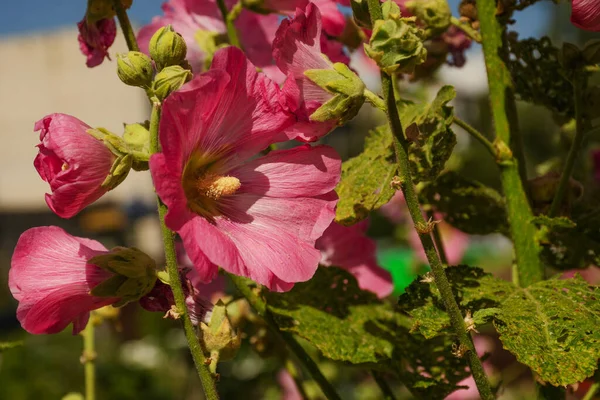 Malva Sylvestris Rosa Hermosas Flores Cerca Foto Horizontal Verano — Foto de Stock