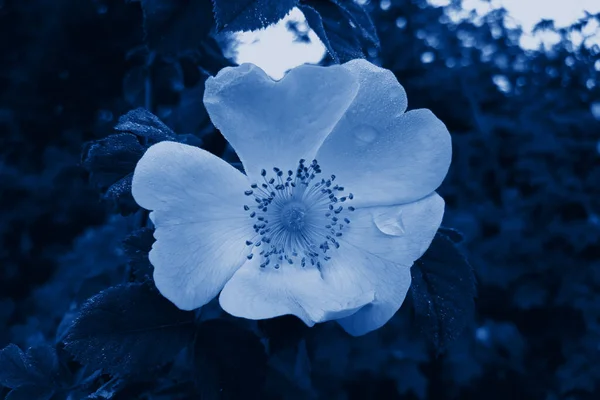 Kwitnąca Róża Bliskimi Liśćmi Wiosenne Letnie Tło Krople Rosy Płatki — Zdjęcie stockowe