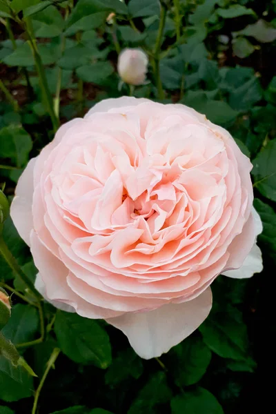 Primer Plano Una Rosa Rosa Clara Foto Vertical Una Hermosa — Foto de Stock