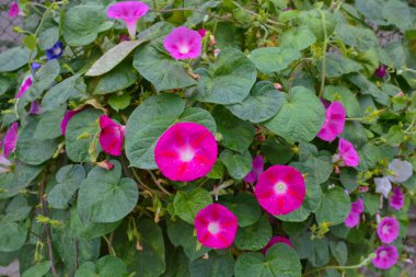 Beautiful pink morning glory flowers among green leaves, with dewdrops in the yard. Horizontal photo clipart