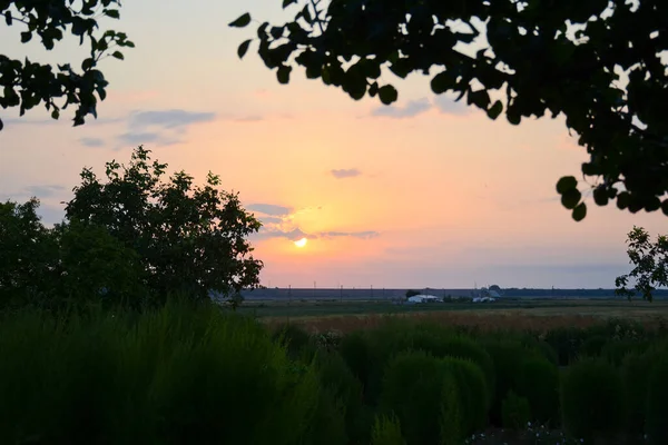 Piękny Zachód Słońca Wśród Drzew Poziome Zdjęcie Pięknego Widoku — Zdjęcie stockowe