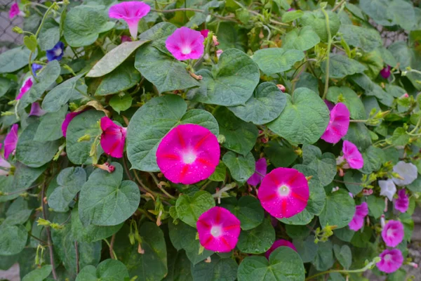 Bahçesinde çiy damlaları olan yeşil yaprakların arasında güzel pembe sabah çiçekleri. Yatay fotoğraf