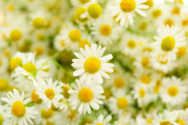 Margherite Teneri Sfondo Primavera Foto Orizzontale Concetto Fedeltà Famiglia — Foto Stock