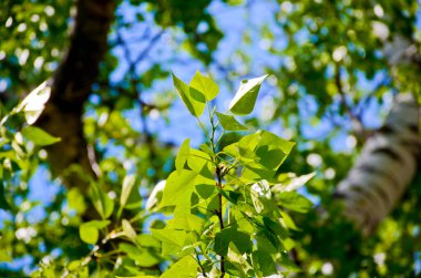 Yeşil huş yaprağı bir dalda, yakın planda. Bir dalda huş yaprakları olan güzel bir arka plan, mavi gökyüzünün arka planında. Güneşli bahar günü.