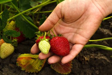 Sebze bahçesinde bir kadının elinde kırmızı ve yeşil çilek. Çiftlik, sağlıklı beslenme konsepti