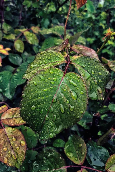 Drops of dew, rain on the leaves of a rose. Toning photo. Juicy background, selective focus, vertical photo.