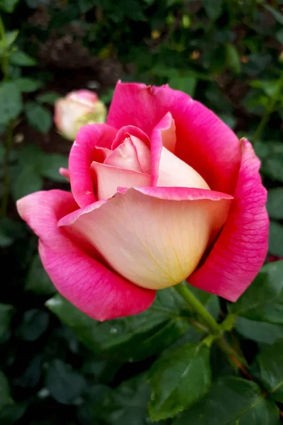 Κοντινό Πλάνο Ενός Ανθισμένου Ροζ Μπουμπούκι Τριαντάφυλλου Κάθετη Φωτογραφία Ενός — Φωτογραφία Αρχείου