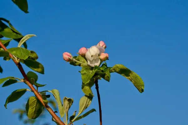 Hermosas Flores Primavera Manzano Primer Plano Del Jardín Colores Blancos — Foto de Stock