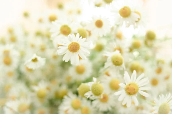 Margherite Teneri Sfondo Primavera Foto Orizzontale Concetto Fedeltà Famiglia — Foto Stock