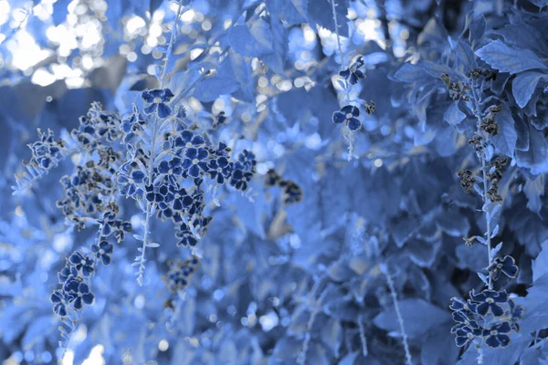 Duranta Repens Flor Cierre Duranta Repens Violeta Foto Teñida Azul — Foto de Stock