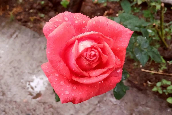 Piękna Różowa Róża Kroplami Deszczu Płatkach Poziome Przyciemniane Zdjęcie Piękna — Zdjęcie stockowe