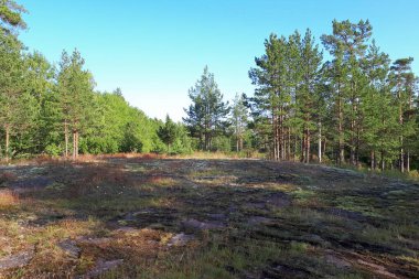 Taşların üzerinde çam ormanı ve yosun var. Güzel Karelian doğasının yatay fotoğrafı.