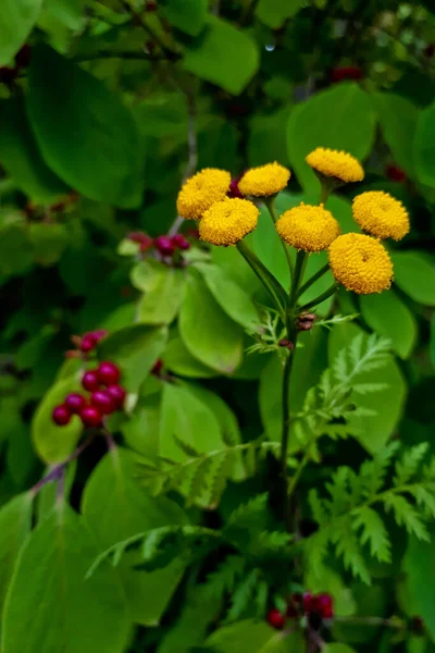 Frutas Vermelhas Brilhantes Tansy Amarelo Floresta Verão Foco Seletivo Vertical — Fotografia de Stock