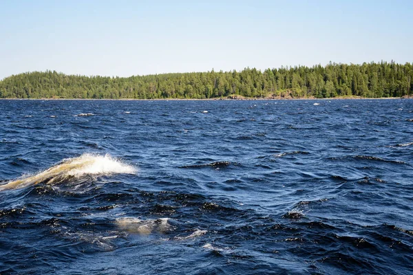 Small Waves Blue Ladoga Lake Clear Sky Summer Day Green — Stock Photo, Image