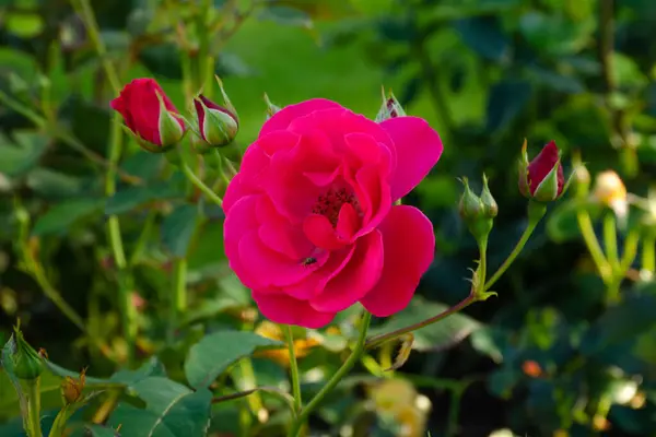 Delikatne Kwiaty Róży Różowe Kwiaty Tle Zielonych Liści — Zdjęcie stockowe