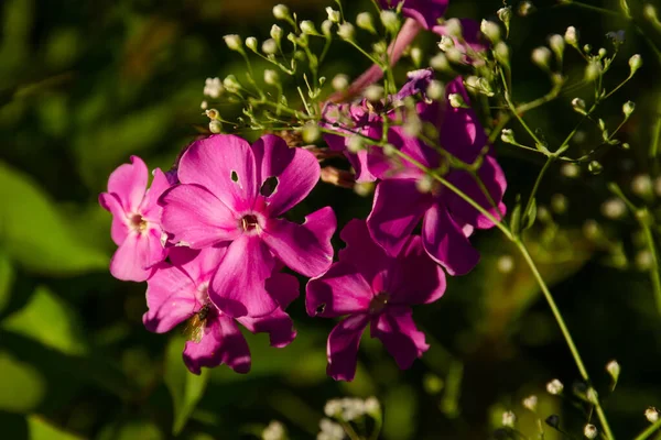 Flores Flex Rosa Con Mosca Pequeñas Flores Blancas Agujeros Los — Foto de Stock