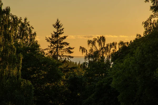 Letni Las Tle Zachodu Słońca Niebo Spokojne Jezioro Horyzoncie — Zdjęcie stockowe