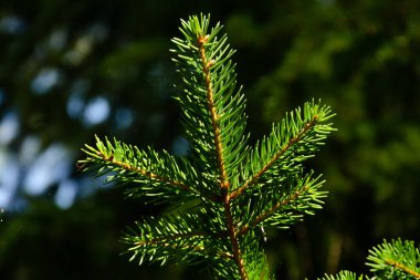Güneşli bir bahar gününde yeşil bir ağacın arka planında ladin dalının fotoğrafı.