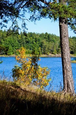 Gölün berrak mavi suyunun arka planında yeşil bir çam ağacının altındaki sarı çalı. Güneşli bir sonbahar gününde mavi, açık bir gökyüzü. Su deposunun diğer tarafındaki yeşil orman..