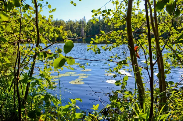 Boslandschap Van Een Meer Met Groene Bladeren Van Waterlelies Rustig — Stockfoto