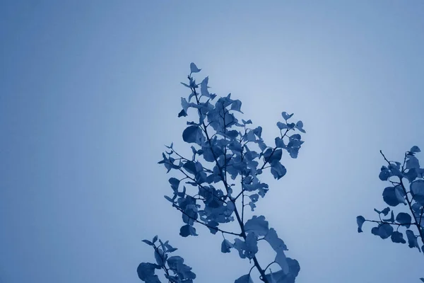 Осіннє Листя Гілці Тонування Фотографій Класичному Синьому Тенденція 2020 Року — стокове фото