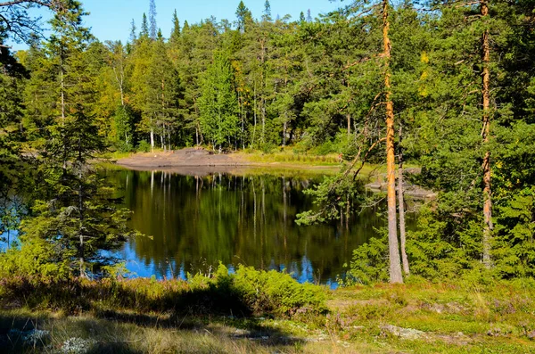 Clear Lake Forest Tall Trees Green Tall Pines Yellowing Trees — Stock Photo, Image