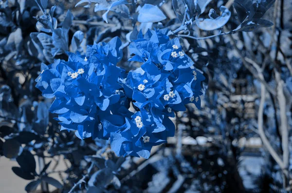 Kvetoucí Bougainvillea Lat Bougainville Photo Tónované Klasické Modré Barvě 2020 — Stock fotografie