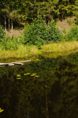 Sakin suları ve ağaçların yansıması olan orman gölü