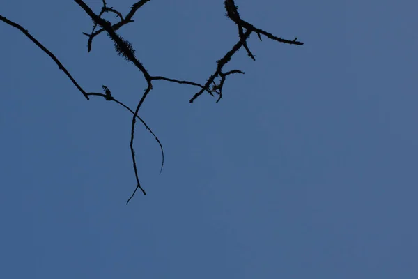 Сухие Ветви Дерева Фоне Голубого Неба Горизонтальное Фото Копировальным Пространством — стоковое фото