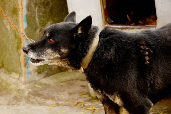 Anjing Hitam Halaman Rumah Pribadi Foto Horisontal — Stok Foto