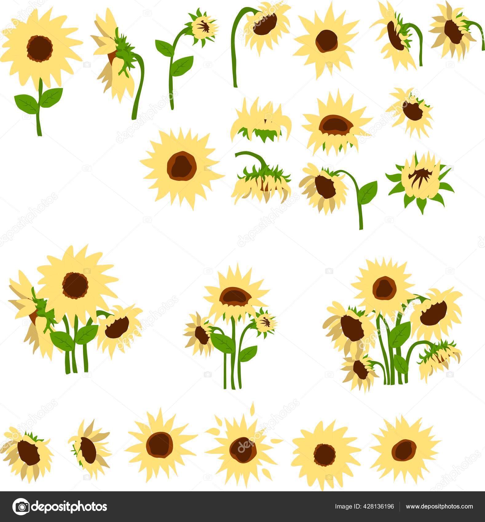 Set of Cartoon sunflowers vector illustration isolated on white background Stock Vector Image by ©OhMyCut #428136196 Set of Cartoon sunflowers vector illustration isolated on white background Stock Vector Image by ©OhMyCut #428136196
