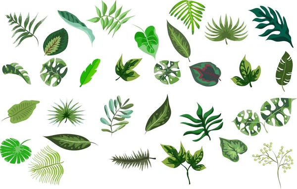 Ensemble de feuilles tropicales de diverses plantes isolées sur fond blanc — Image vectorielle