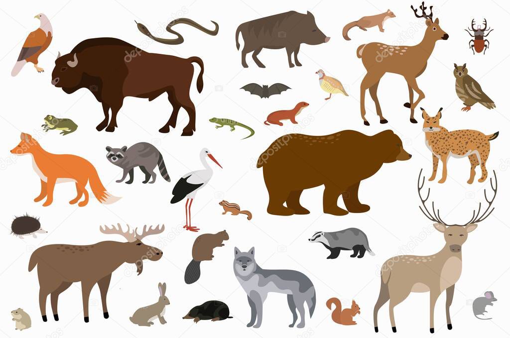 Vector collection of cartoon forest animals and birds