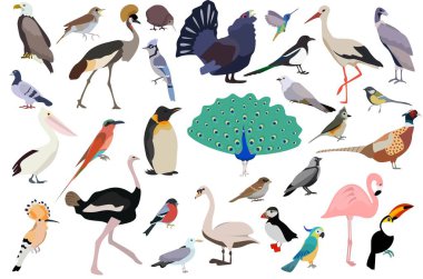 Düz renkli şirin kuş koleksiyonu