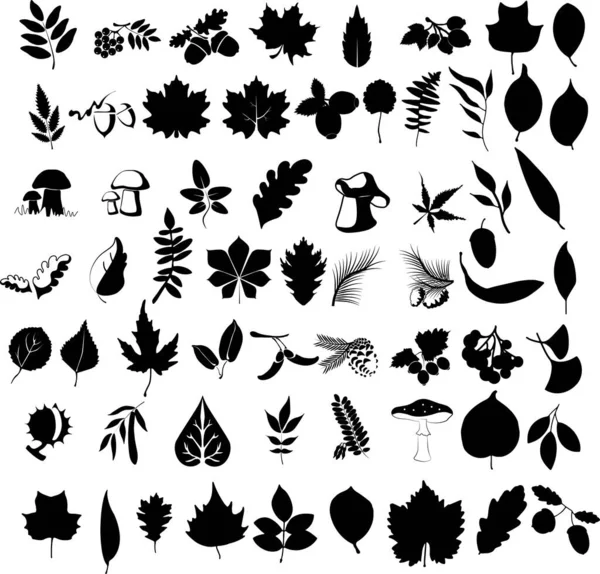 Set of autumn leaves silhouettes. Autumn leaves on white background — Stock Vector