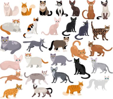Beyaz arkaplandaki vektör kedi kümesi