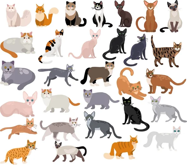Beyaz arkaplandaki vektör kedi kümesi