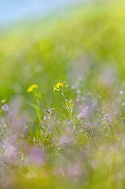 Soyut rüya gibi güzel güneşli çayır çiçek arka plan ile yumuşak bulanıklaştırma bokeh