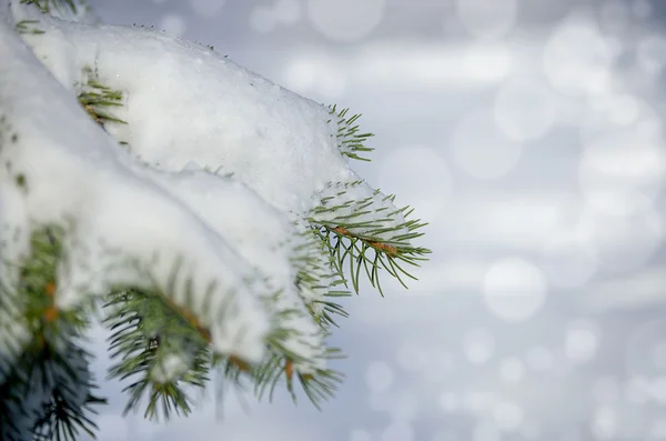 冷凍針葉樹枝は、冬の雪で覆われています。. — ストック写真